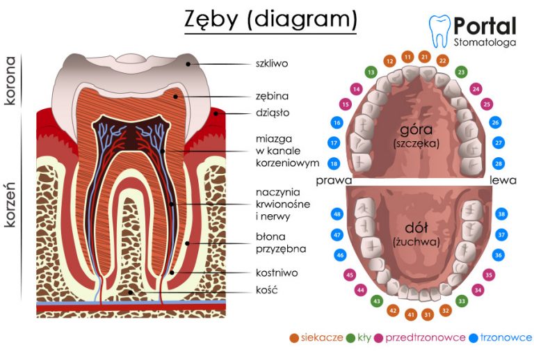 Zęby Portal Stomatologa 4754