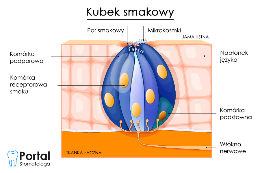 Kubki smakowe - Portal Stomatologa