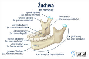 Żuchwa