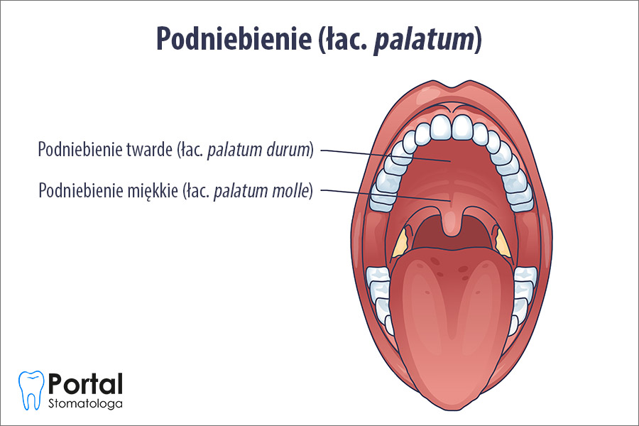 Podniebienie Podniebienie