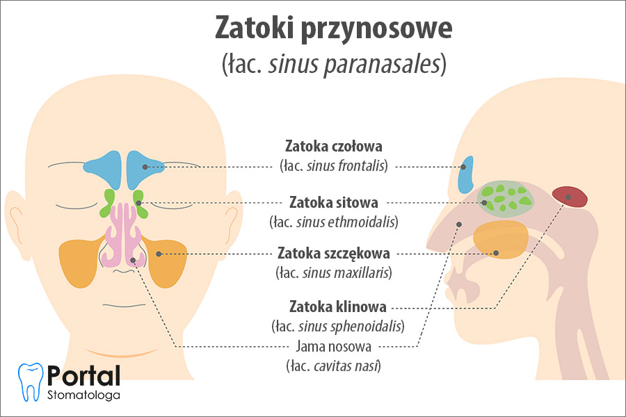 Zatoki przynosowe
