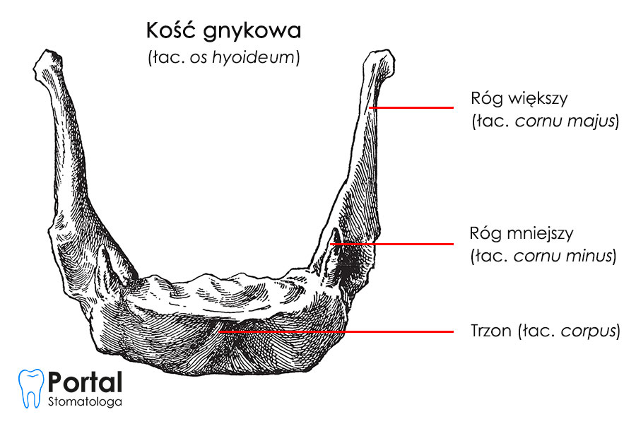 Kość gnykowa (łac. os hyoideum)