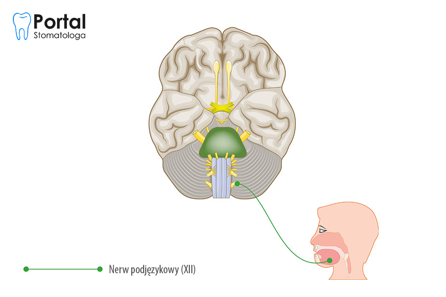Nerw podjęzykowy (łac. nervus hypoglossus)