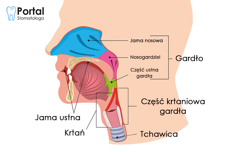 Zespół Krupu Portal Stomatologa 6265