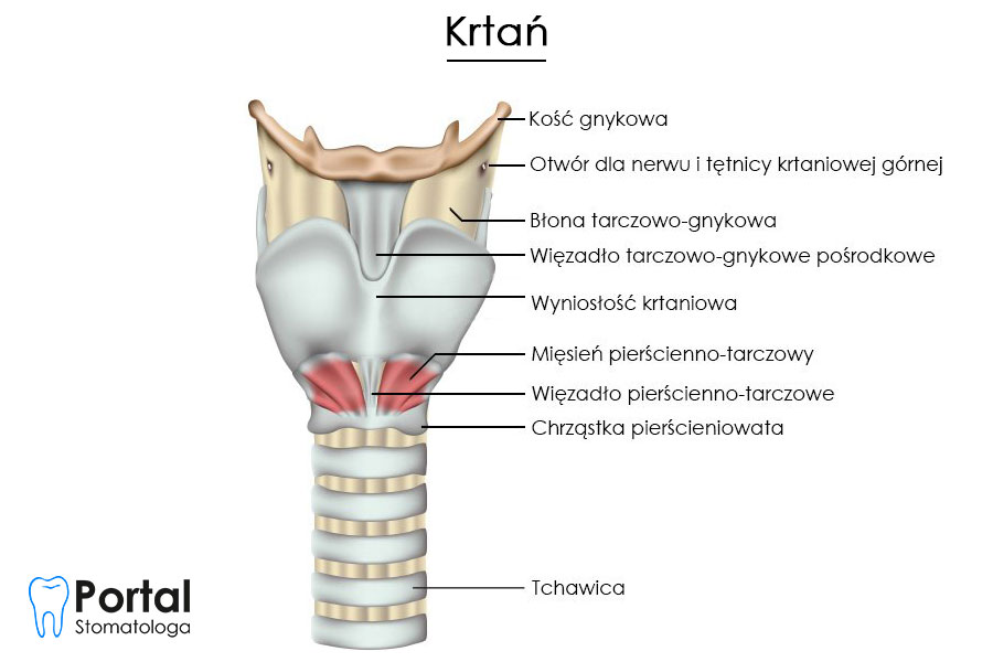 Krtań (łac. larynx)