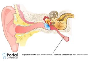 Trąbka słuchowa (łac. tuba auditiva) / Przewód Eustachiusza (łac. tuba Eustachii)
