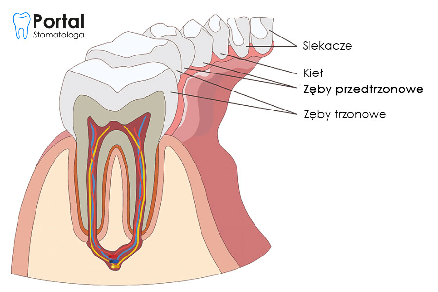 Zęby przedtrzonowe