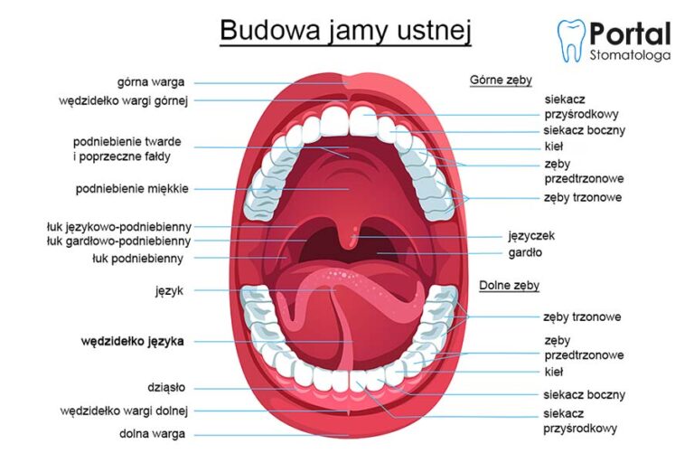 Wędzidełko Języka Portal Stomatologa 