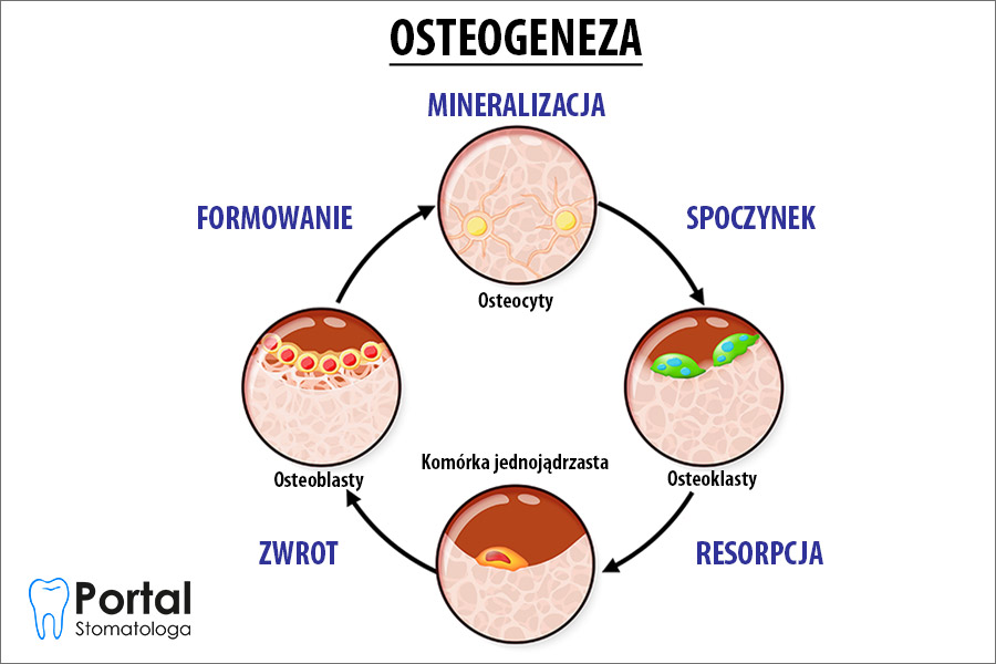 Osteogeneza