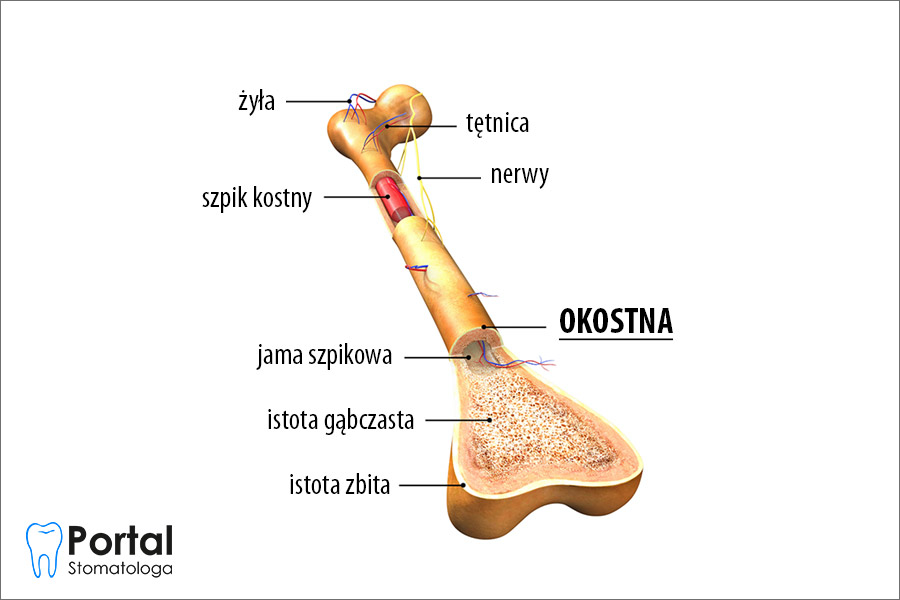 Okostna Portal Stomatologa