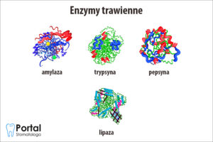 Enzymy trawienne