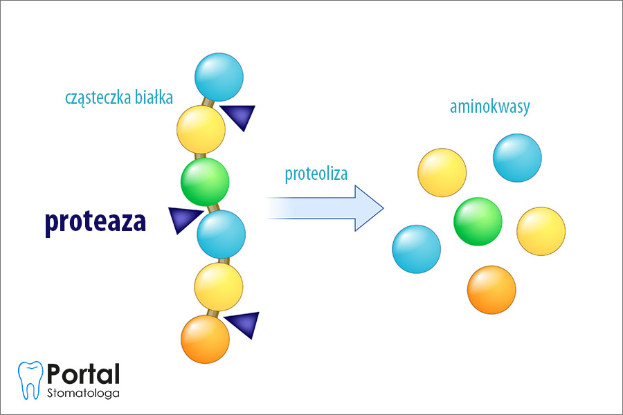 Proteaza