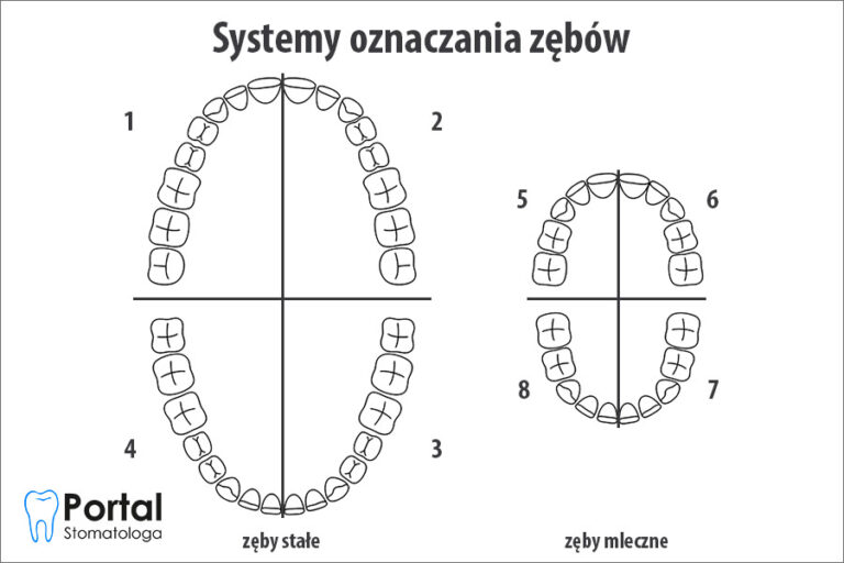 Systemy Oznaczania Zębów Portal Stomatologa 3391