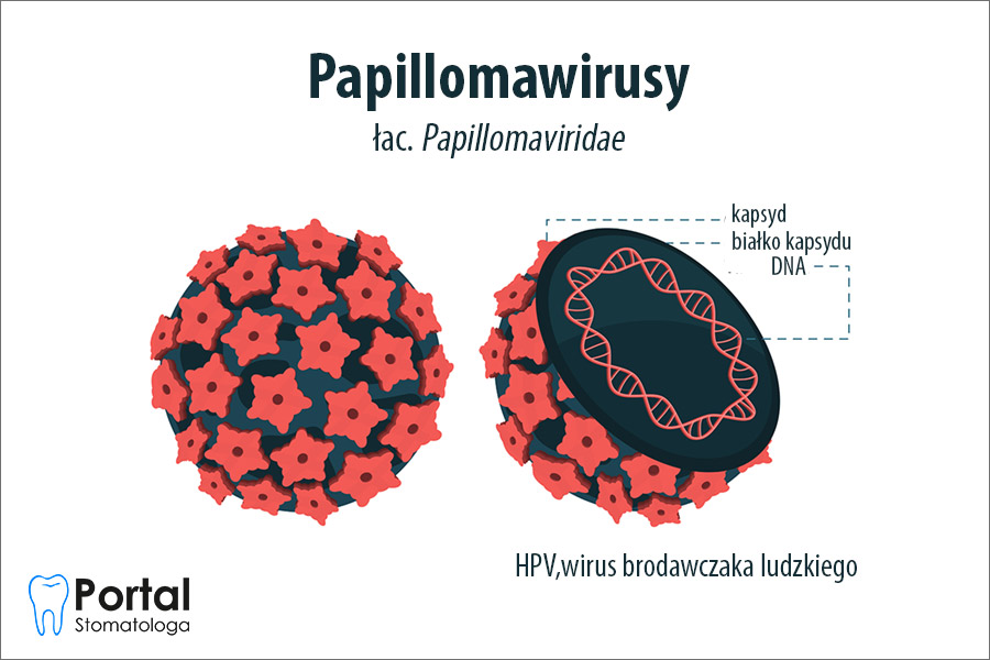 Papillomawirusy