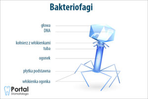 Bakteriofagi