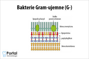 Bakterie Gram-ujemne