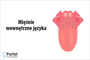 Mięśnie wewnętrzne języka