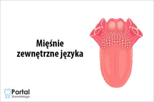 Mięśnie zewnętrzne języka