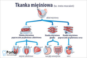 Tkanka mięśniowa