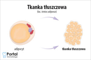 Tkanka tłuszczowa