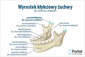 Wyrostek kłykciowy żuchwy