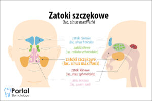 Zatoki szczękowe