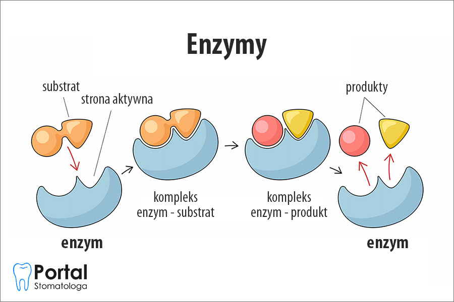 Enzymy