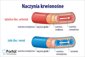 Naczynia krwionośne