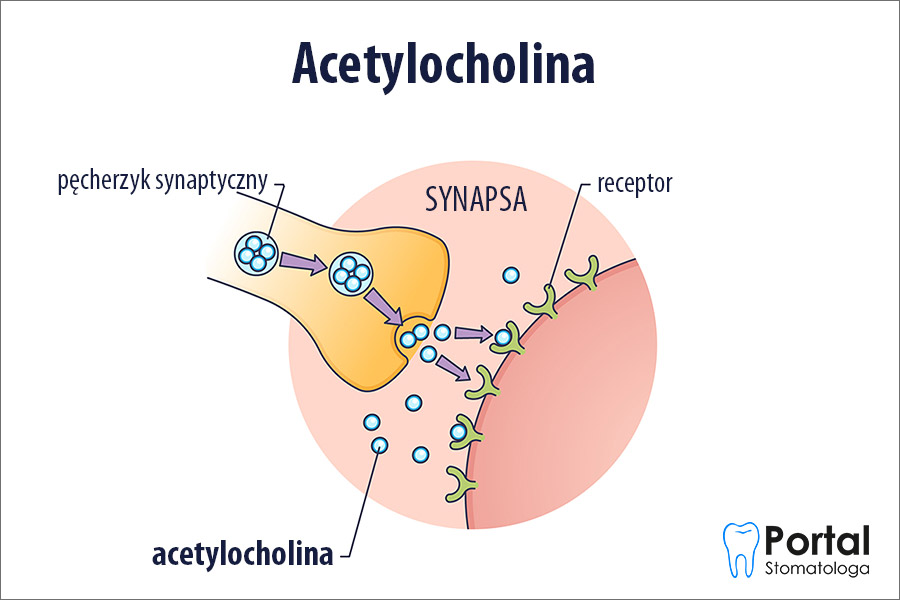 Acetylocholina