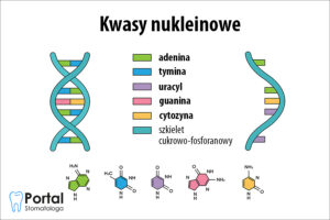 Kwasy nukleinowe