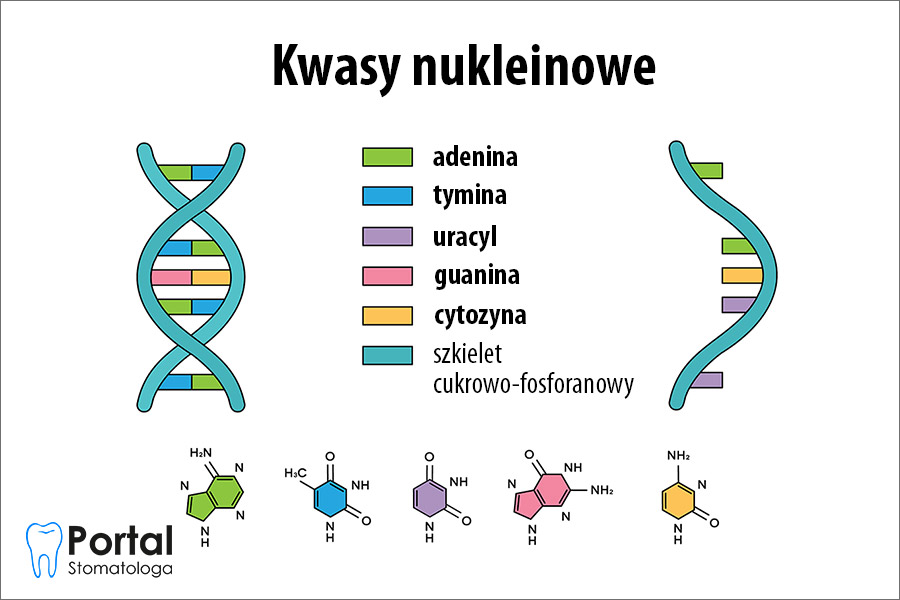 Kwasy nukleinowe