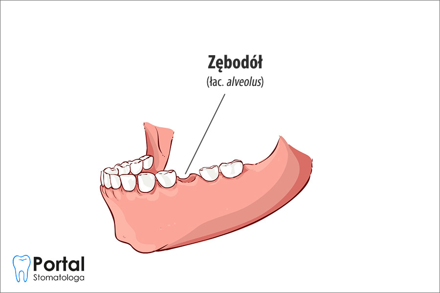 Zębodół (łac. alveolus)