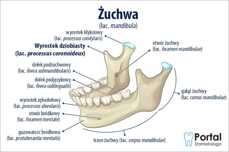 Wyrostek dziobiasty żuchwy