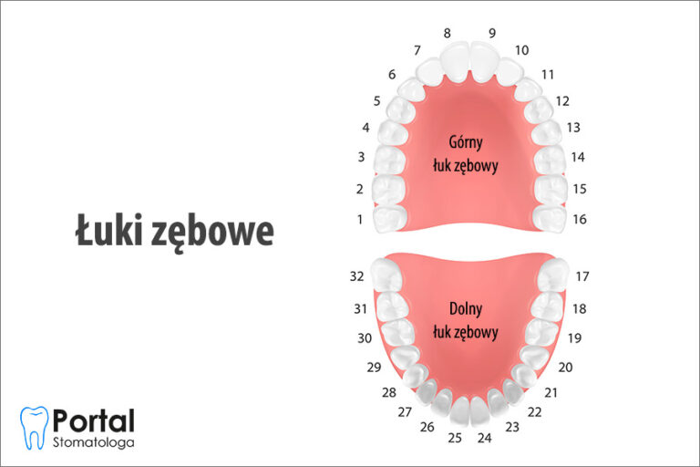 Łuki zębowe