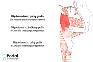 Mięsień zwieracz górny gardła