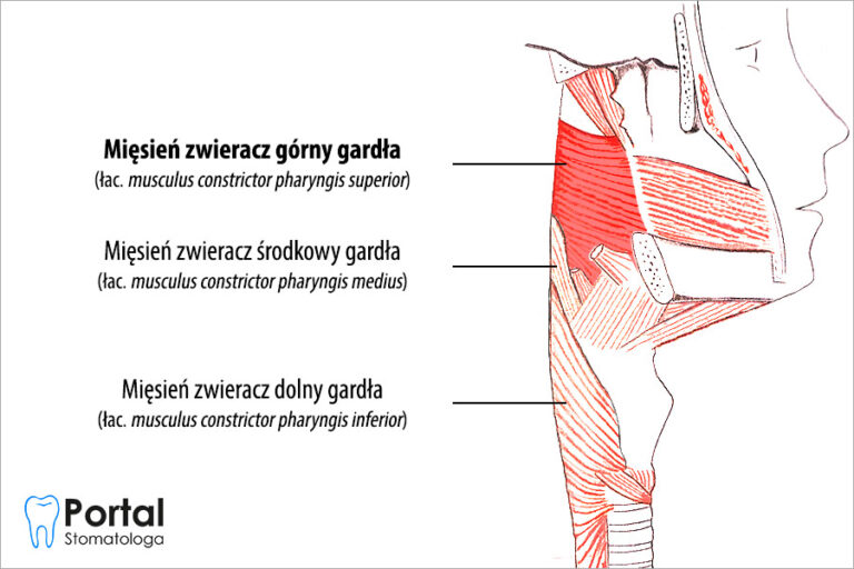 Mięsień zwieracz górny gardła
