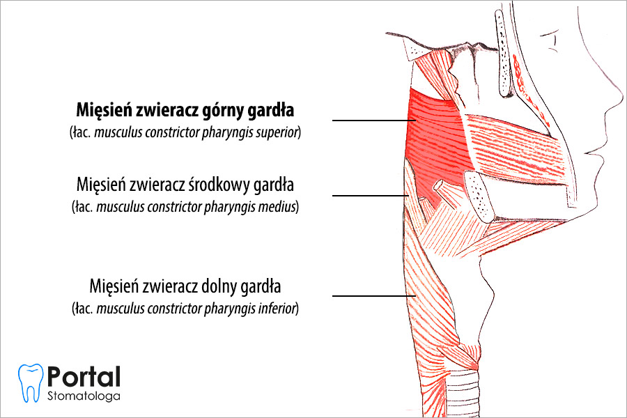 Mięsień zwieracz górny gardła