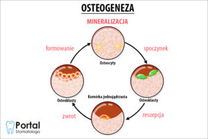 Mineralizacja kości