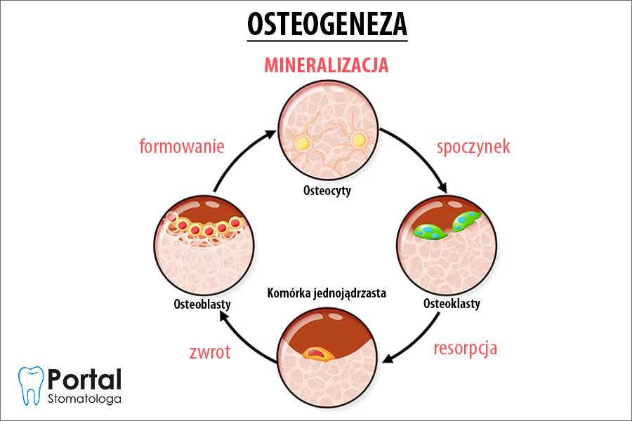 Mineralizacja kości