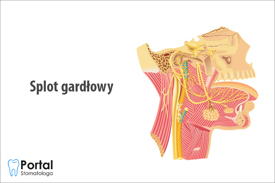 Splot gardłowy