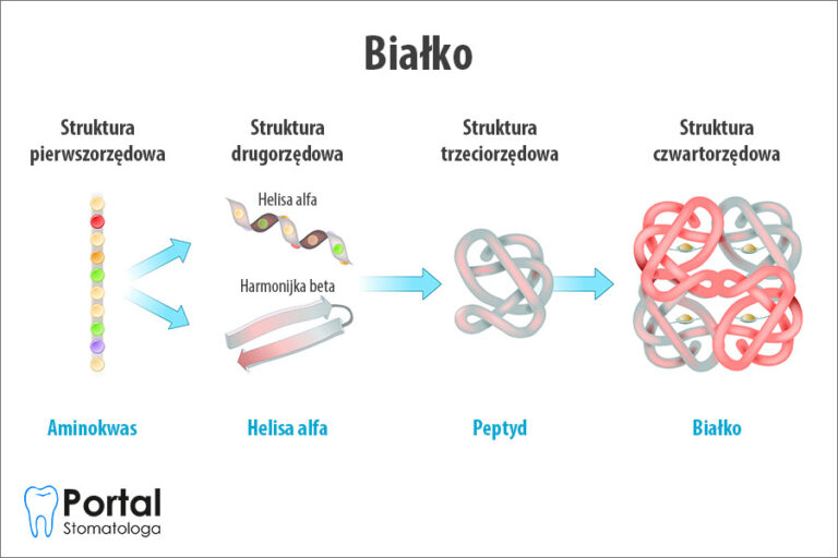 Białko (proteina)