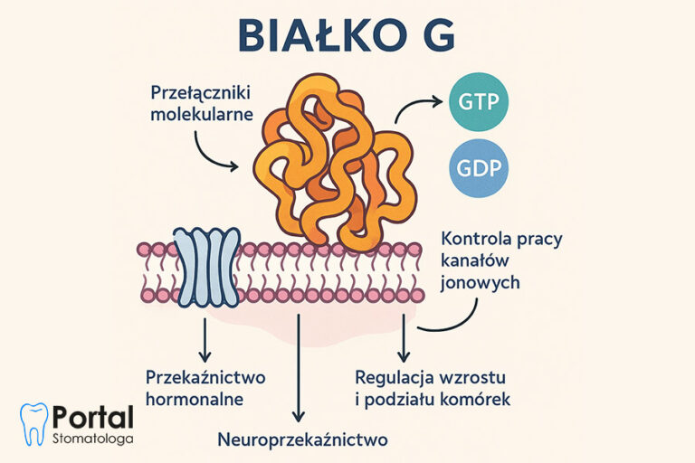 Białko G