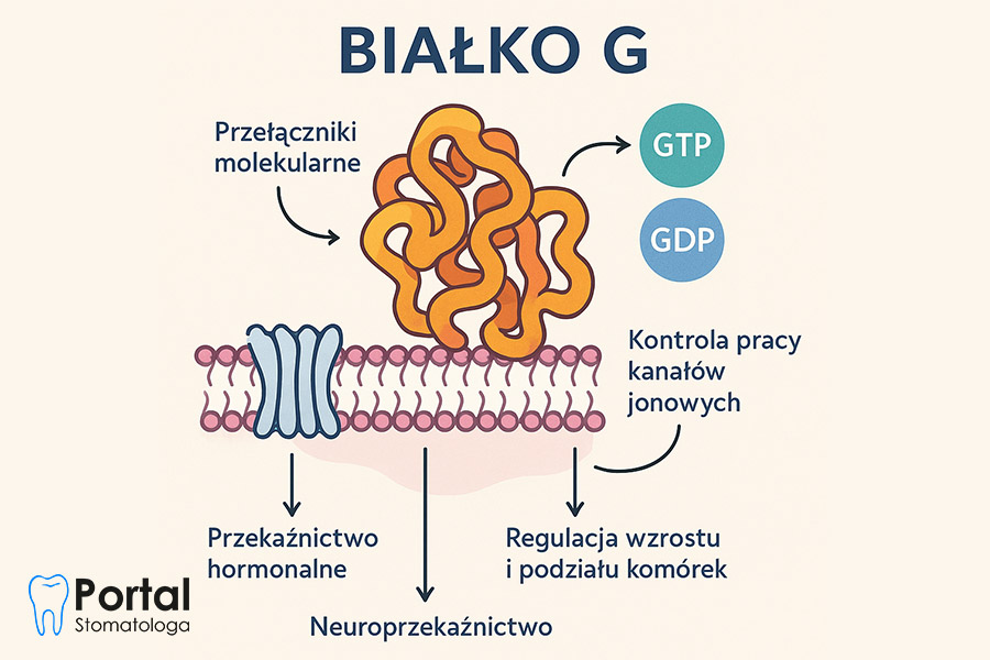 Białko G