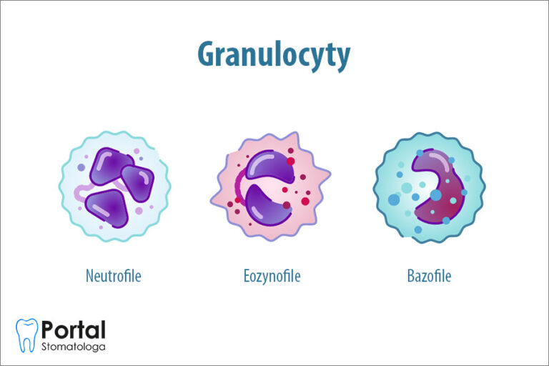 Granulocyty