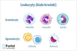 Leukocyty (białe krwinki)