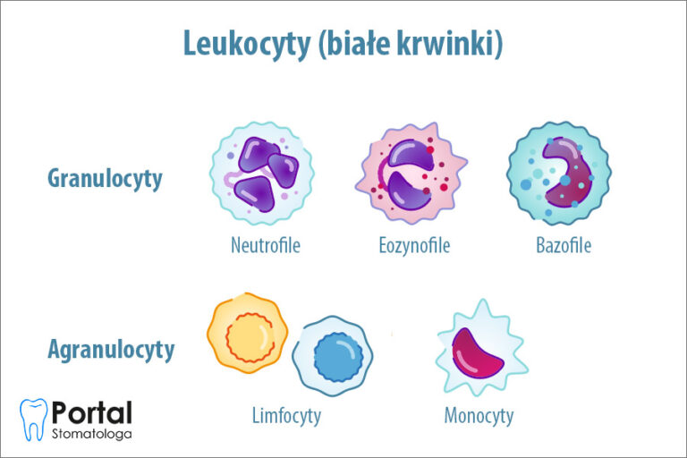 Leukocyty (białe krwinki)