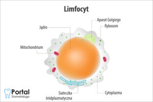 Limfocyty