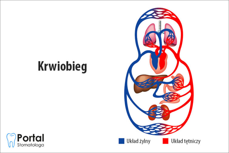 Krwiobieg