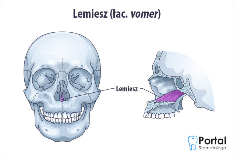 Lemiesz (łac. vomer)
