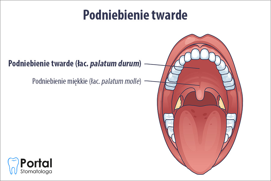 Podniebienie twarde